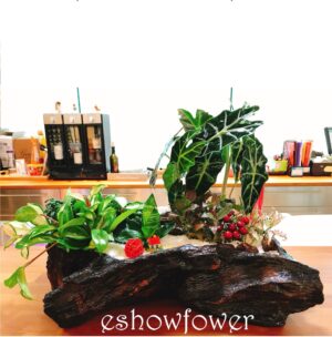 編號:E0029----奇木發財祝賀盆景 44cm*25cm*27cm