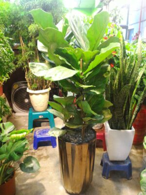 編號:EH0028----琴葉榕