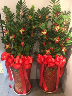 編號:EH0003----金錢樹(一對)