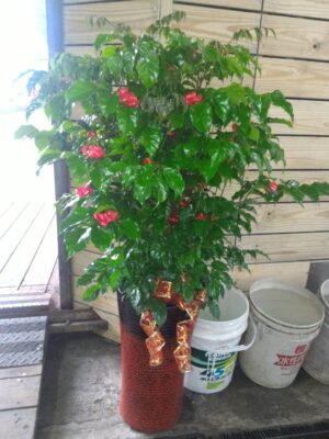 編號:EH0027----旺旺樹