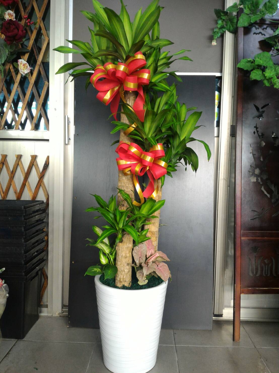 編號:EH0005----巴西鐵樹