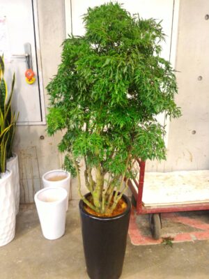 編號:EH0057----福祿桐富貴樹