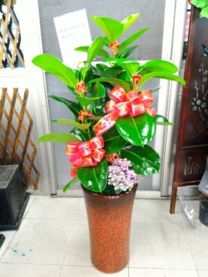 編號:EH0019----印度榕(橡樹)