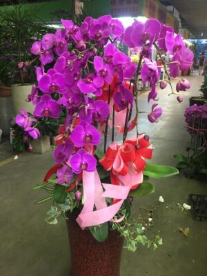 編號:D0023----蘭花盆栽