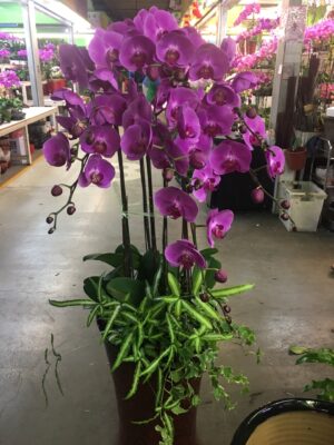 編號:D0016----紫紅蘭花黑高盆