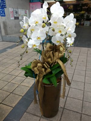 編號:D0001----皇家白色蘭花高盆