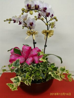 編號:D0032----長虹高雅蘭花