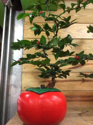 編號:E0017----開運圓柏祝賀盆景