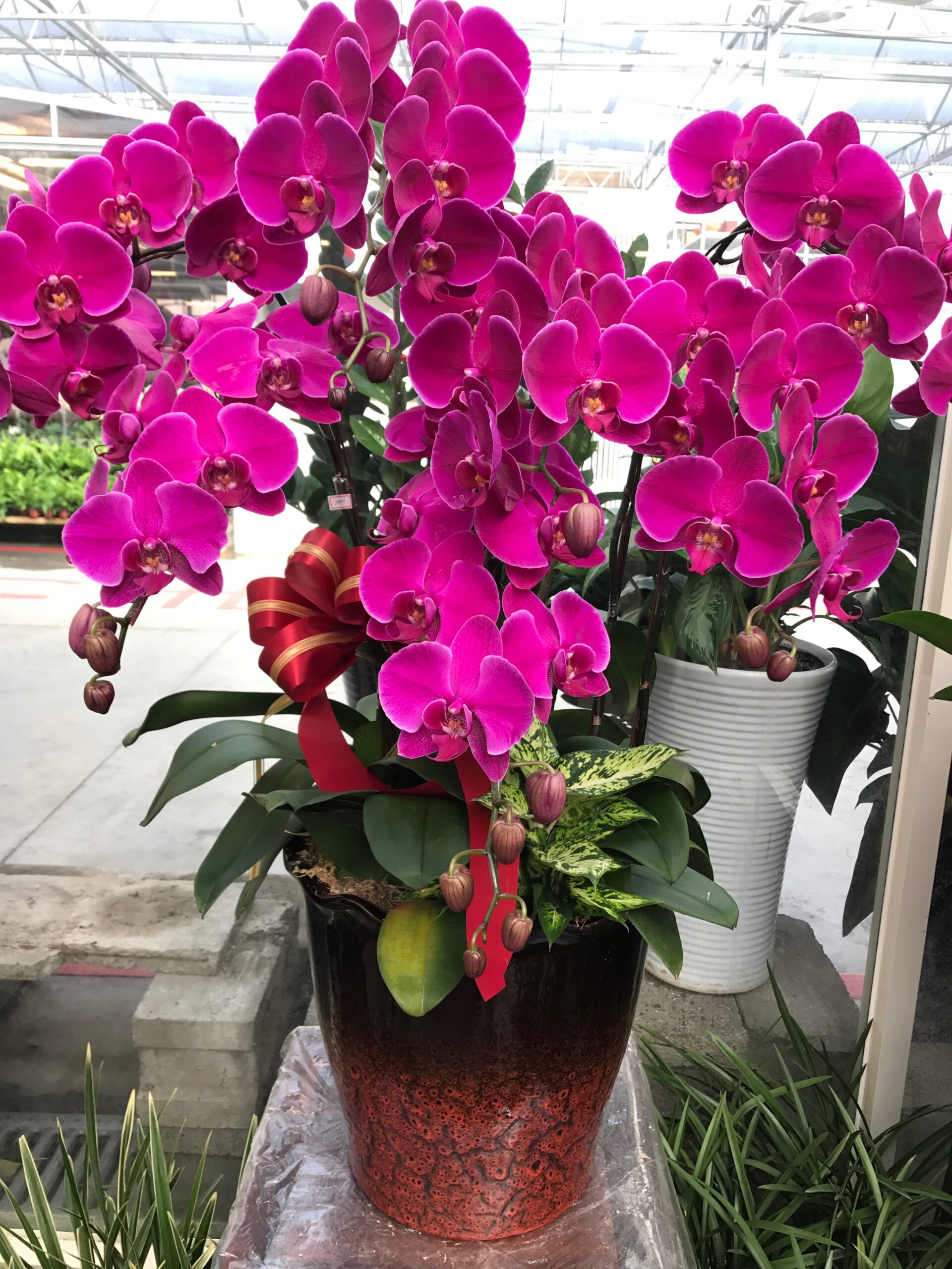 編號:D0029----鴻運大氣蘭花