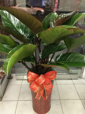 編號:EH0014----紅寶石盆景