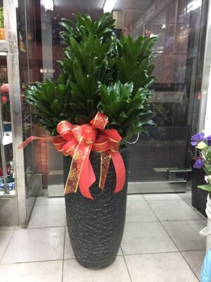 編號:EH0012----開店阿波羅