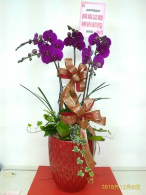 編號:D0028----甜心高雅蘭花盆