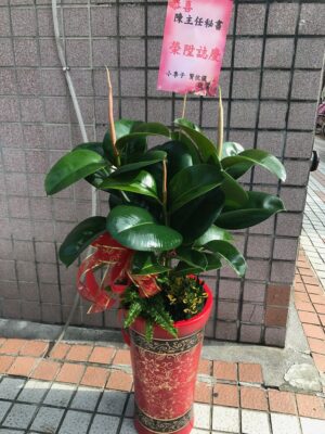 編號:EH0031----印度橡樹(開運招財)盆景