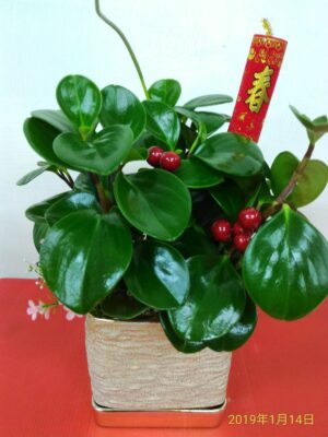 編號:E0023----新年88招財祝賀盆景