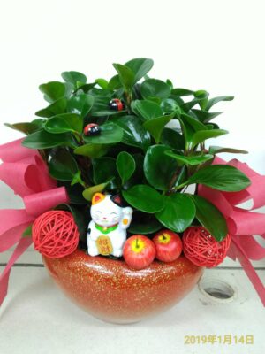 編號:E0030----新年招財賀盆景
