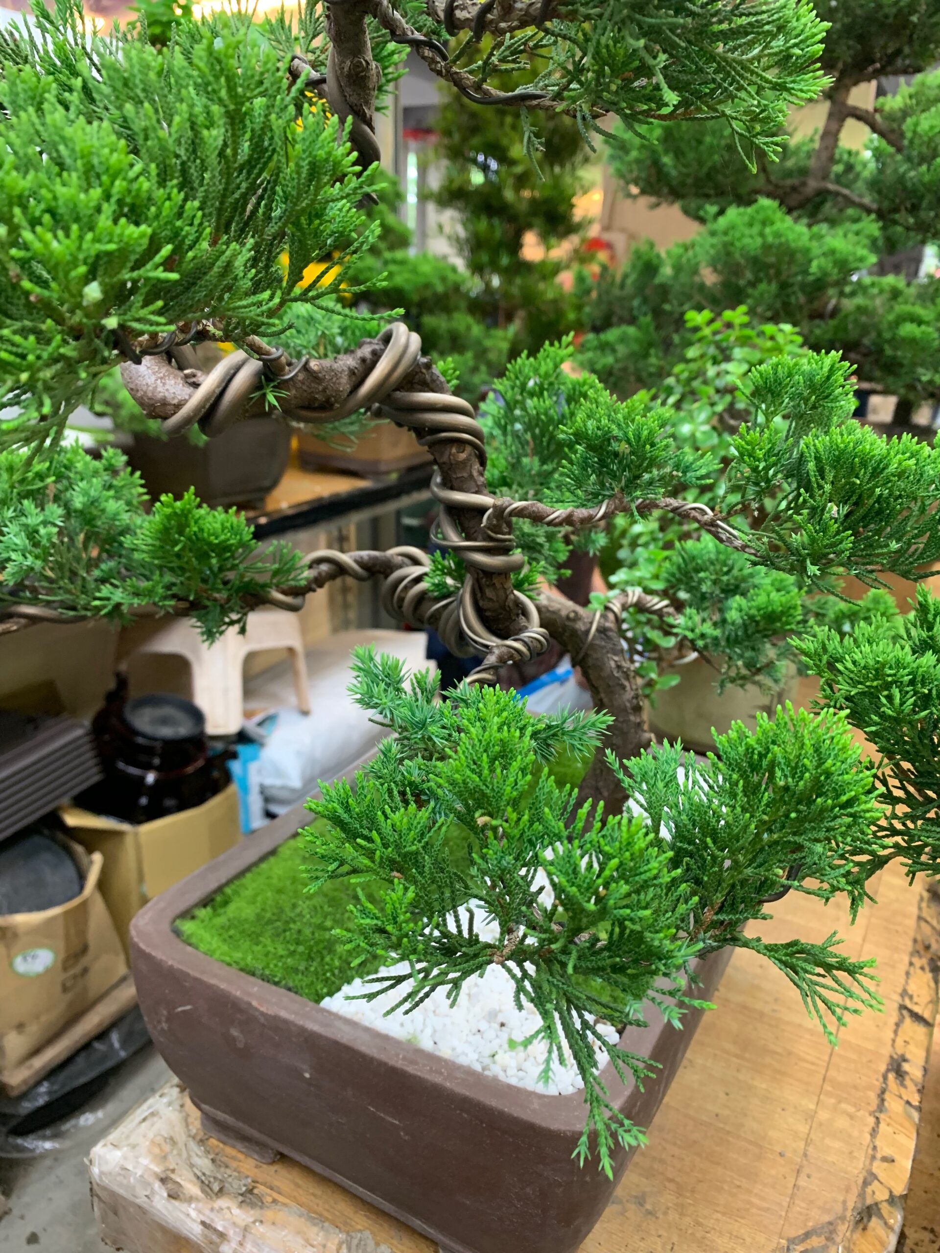 編號:E0003----社長室日本真珠柏祝賀盆栽