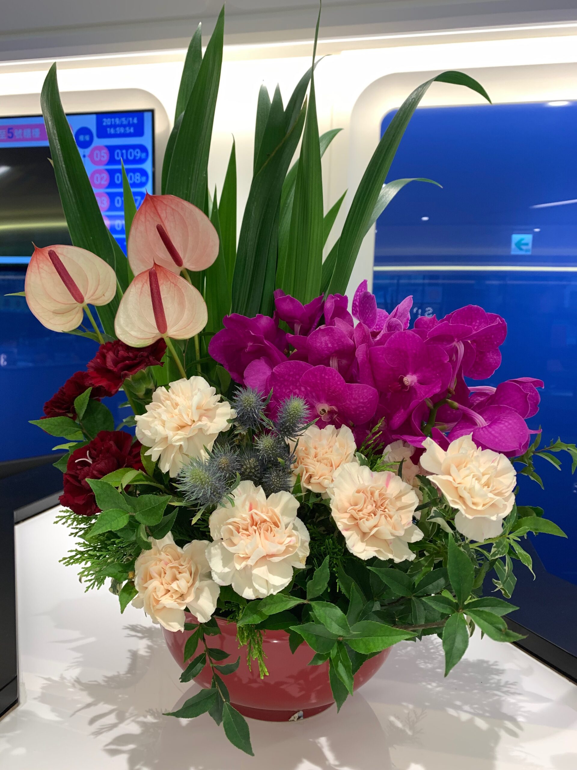 編號:C0038----火鶴萬代蘭盆花