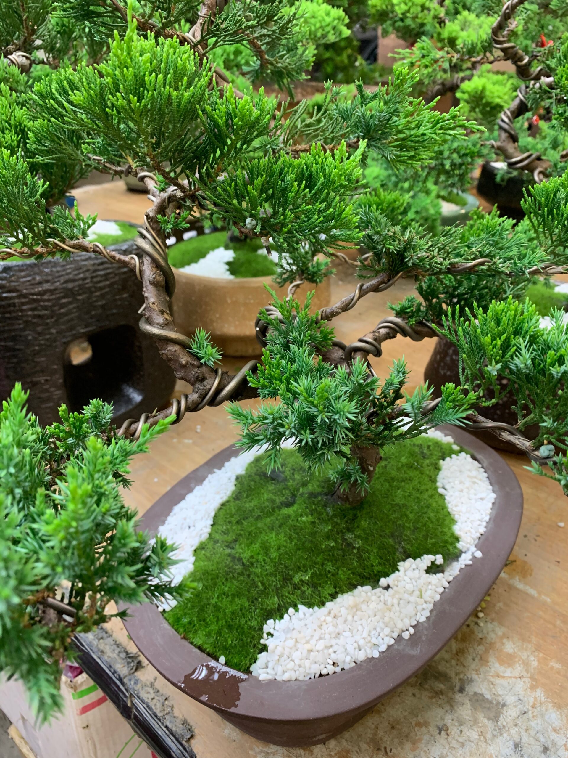 編號:E0007----副社長室日本真珠柏祝賀盆栽