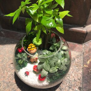 編號:E0001----  10吋小蜜蜂玻璃屋盆景