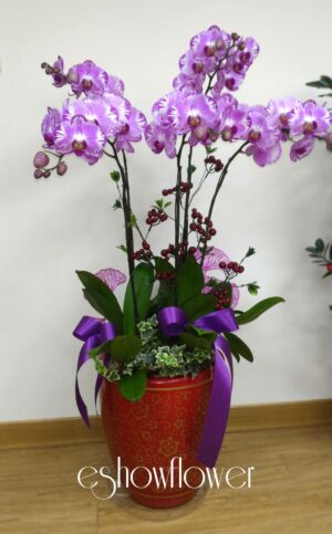 編號:D0018----祝賀虎斑甜心蘭花盆栽