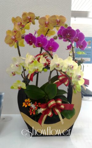 編號:D0019----蘭花盆栽