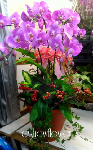 編號:D0020----蘭花盆栽(小)