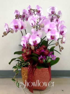 編號:D0007----開幕紅粉蘭花盆栽