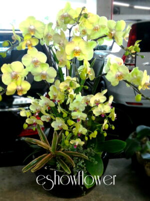 編號:D0009----蘭花盆栽