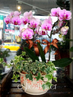 編號:D0010----蘭花盆栽(小)