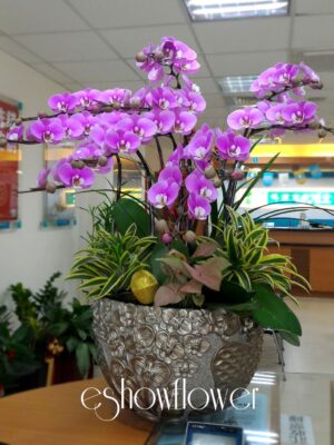 編號:D0011----蘭花盆栽
