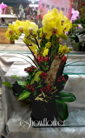 編號:D0021----蘭花盆栽(小)