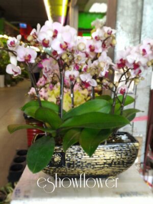 編號:D0012----蘭花盆栽(小)