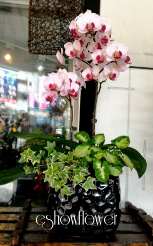 編號:D0022----蘭花盆栽(小)