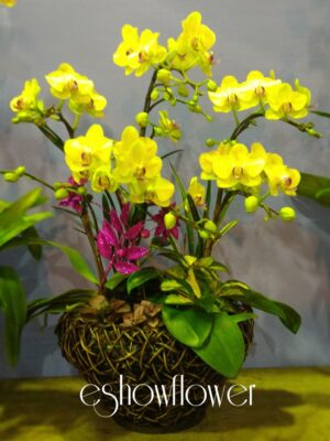 編號:D0013----蘭花盆栽(小)