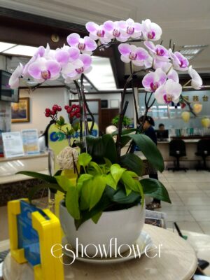 編號:D0014----蘭花盆栽