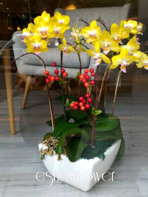 編號:D0015----喜鵲黃蘭盆栽