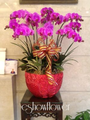 編號:D0017----超粉甜心蘭花盆栽
