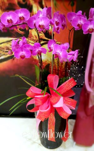 編號:D0024----蘭花盆栽