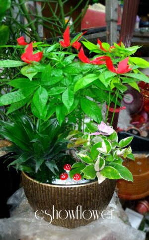 編號:E0019----招財樹祝賀盆景26*26*50