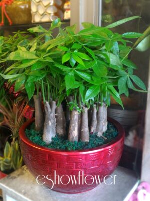 編號:E0024------祝賀盆景