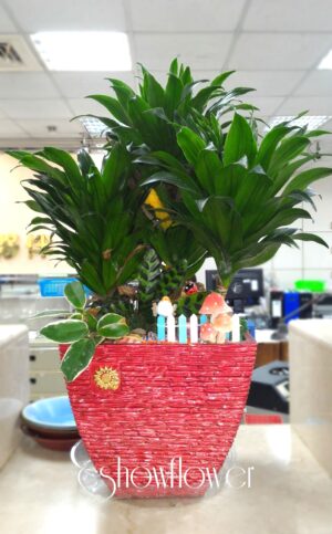 編號:E0020----阿波羅紅盆祝賀盆景