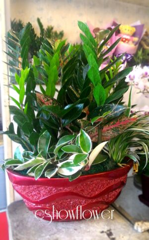 編號:E0021----多財富祝賀盆景