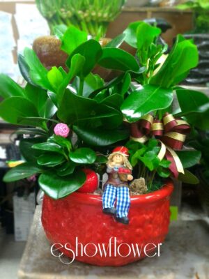 編號:E0033----祝賀盆景