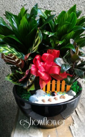 編號:E0022----阿波羅祝賀盆景祝賀盆景