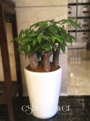 編號:EH0023----白盆招財盆景