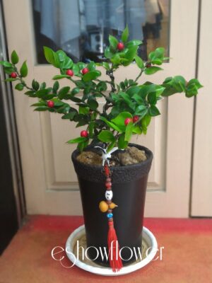 編號:EH0024----圓柏祝賀盆景