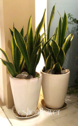 編號:EH0026----祝賀盆景(一對)