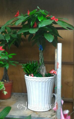 編號:EH0008----發財樹 造型盆栽