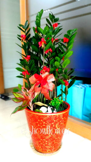 編號:EH0060----金錢樹祝賀盆景