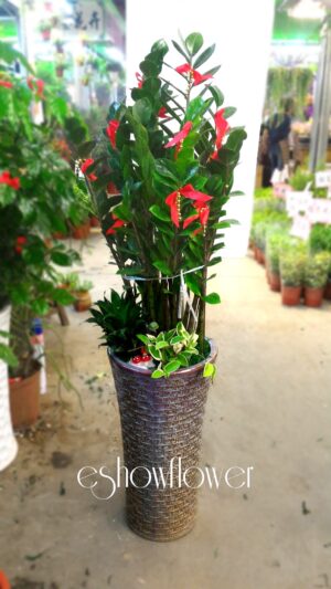 編號:EH0018----超高金錢樹盆景